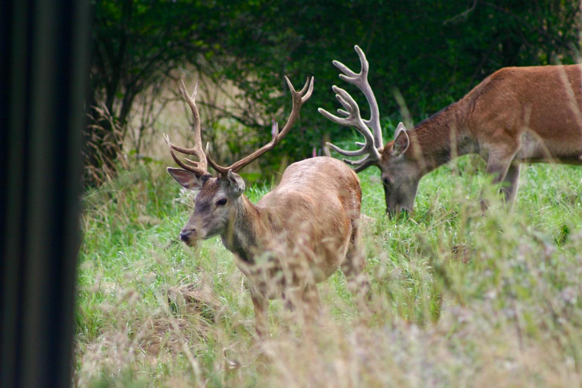 Brown Deer - Z Sauna Na Tarasie, Jacuzzi I Widokiem Na Gory - By Deer Hills Luxury Apartments Kocon Kültér fotó